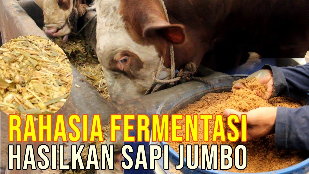
                                 Pakan-Ternak-Sapi-Jumbo